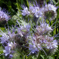 фацелия фацелия